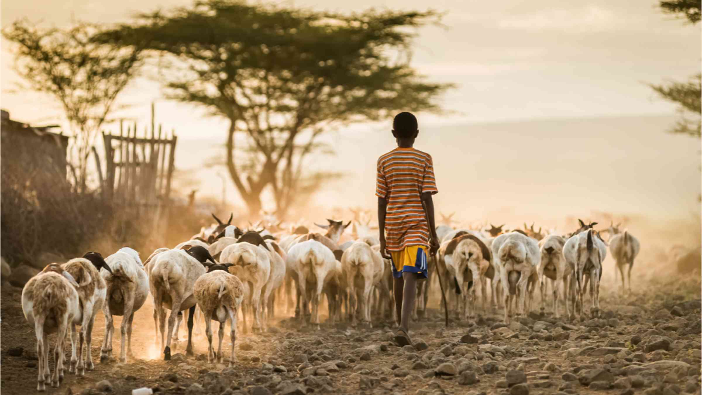 Livestock pic