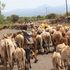 cows