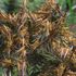 Swarm of desert locusts