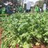 Nyeri ASK show in 2018