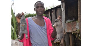 Rabbit rearing