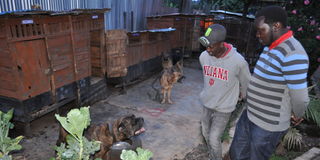 Dog breeder