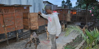 Dog breeder