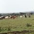 Herders in Rumuruti