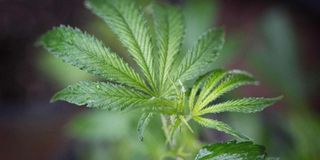 Marijuana plant
