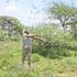 Locusts in Kajiado