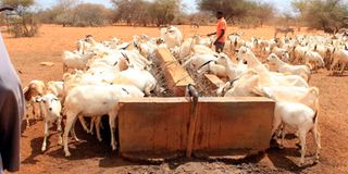 Goats drinking water