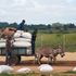 Donkeys in Kirinyaga