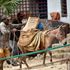 Lamu donkey