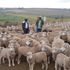 Sheep farm