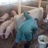 Pigsty