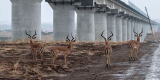 Impalas walk Standard Gauge Railway SGR