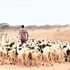 Isiolo herder
