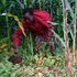 Small scale farming