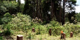 Logging in Kenya