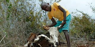 Dead livestock