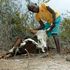 Dead livestock 