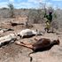 Livestock