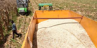 Maize harvesting