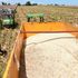Maize harvesting 