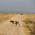 Amboseli
