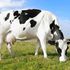 Grazing cow