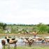 Isiolo herders