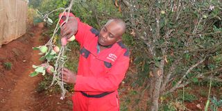 Charles Mburu