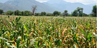 Maize farm