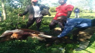 Killed cows