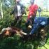 Killed cows 
