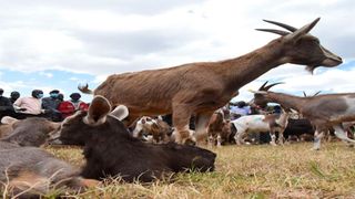 Dairy goats