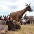 Dairy goats