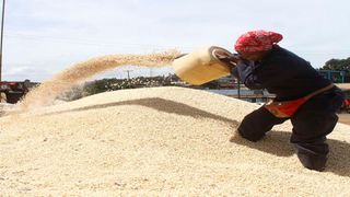 maize farmers