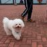 pet dog 
