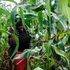 maize farm