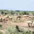 A herder watches over his camels in Isiolo