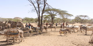 Cattle is diminishing in the North