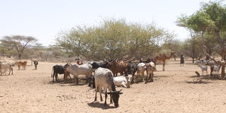 Cattle is diminishing in the North