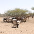Cattle is diminishing in the North 