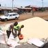 Drying maize 