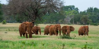 Elephants