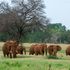 Elephants