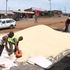 Drying maize 