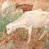 Goats