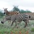 Tsavo West National Park