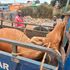 Transporting cows