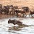 wildebeest