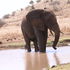 Human wildlife conflict