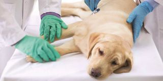 sick dog